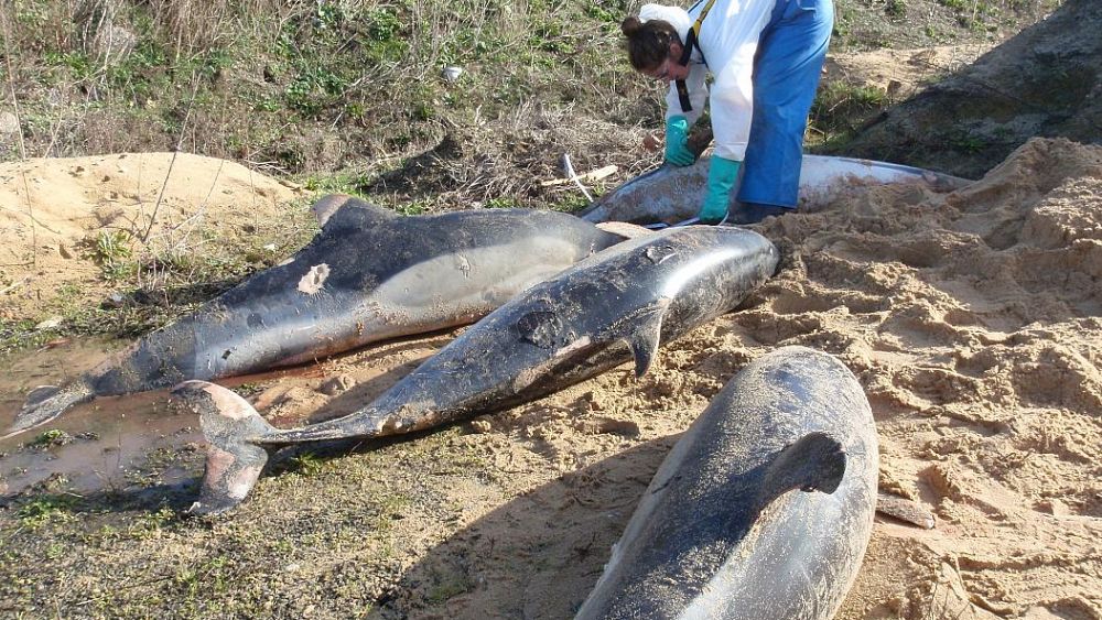 Francia se enfrenta a presiones para proteger  Delfines que mueren en redes de los pescadores cada año