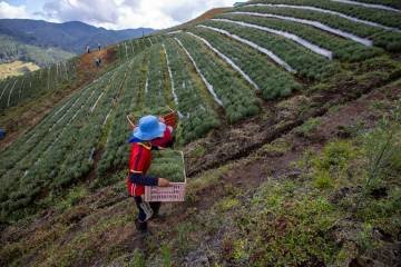 Empresa pionera de la siembra directa en Venezuela podría cerrar operaciones por «amenazas» de grupos delictivos