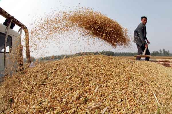 Por «competencia desleal» cierra uno de los molinos de trigo más grandes de Venezuela