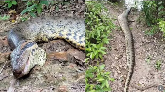 La anaconda más grande del mundo es hallada muerta en el Amazonas