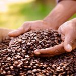 Asamblea Nacional 2020 aprobó proyecto de Ley Nacional del Café en primera discusión